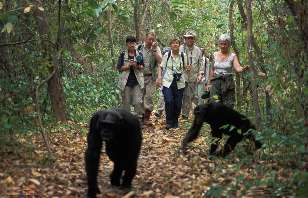 Chimpanzee Tracking