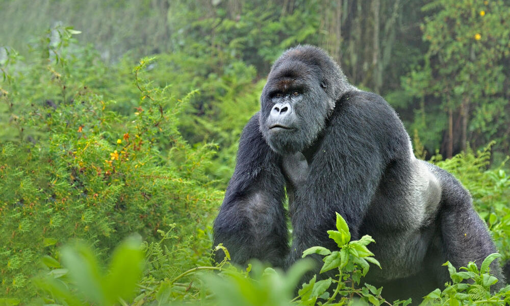 Silverback gorilla