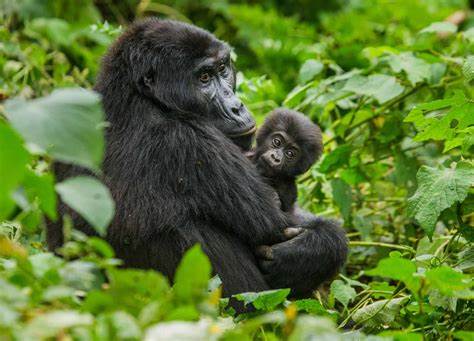 Mother gorilla with baby